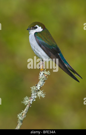 Männliche violett-grünen schlucken (Tachycineta Thalassina) auf Barsch Victoria, Vancouver Island, British Columbia, Kanada Stockfoto