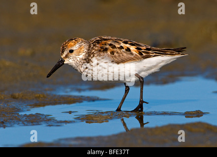 Westlichen Strandläufer (Calidris Mauri) bei Discovery Island aus Oak Bay, British Columbia, Kanada Stockfoto