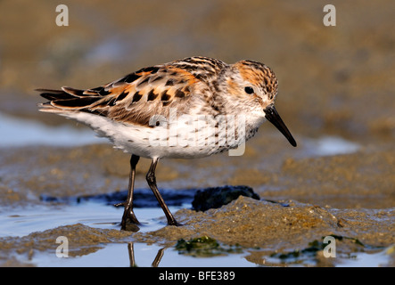 Westlichen Strandläufer (Calidris Mauri) bei Discovery Island aus Oak Bay, British Columbia, Kanada Stockfoto