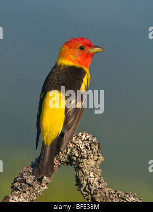 Western Tanager (Piranga Ludoviciana) auf Garry Eiche Barsch am Observatory Hill, Saanich, British Columbia, Kanada Stockfoto