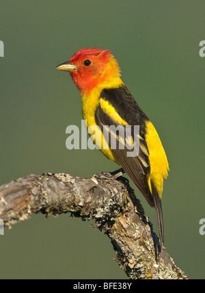 Western Tanager (Piranga Ludoviciana) auf Garry Eiche Barsch am Observatory Hill, Saanich, British Columbia, Kanada Stockfoto