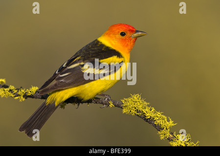 Western Tanager (Piranga Ludoviciana) auf Barsch an Deschutes National Forest, Oregon, USA Stockfoto