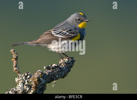 Männliche gelb-Psephotus Grasmücke (Dendroica Coronata) auf Garry Eiche Barsch am Observatory Hill, Saanich, British Columbia, Kanada Stockfoto