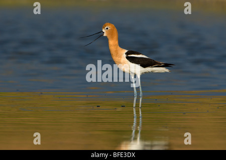 Amerikanische Säbelschnäbler (Recurvirostra Americana) in Hof-Teich in Moses Lake Gebiet in Washington, USA Stockfoto