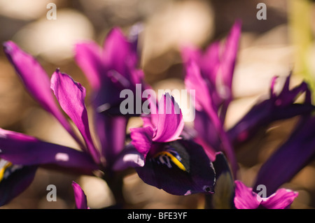 Iris Reticulata, lila Juwel Stockfoto