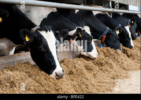 Milchvieh ein Zuhause Essen mischen Ration von hinten Barriere zu ernähren. Stockfoto