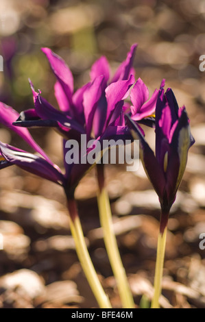 Iris Reticulata, lila Juwel Stockfoto