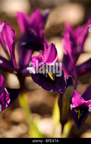 Iris Reticulata, lila Juwel Stockfoto