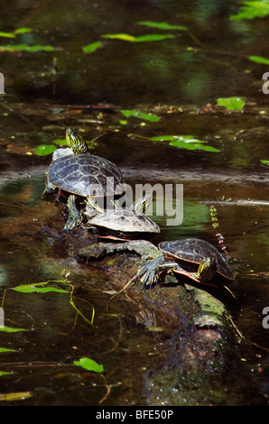 Western gemalt Schildkröten (Chrysemys Picta) am Vaseux Lake Provincial Park in der Okanagan Region von British Columbia, Kanada Stockfoto