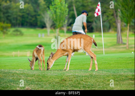 Kolumbianische schwarz - Tailed Hirsche (Odocoileus Hemionus Columbianus) auf Golfplatz Comox Valley Vancouver Island British Columbia Cana Stockfoto