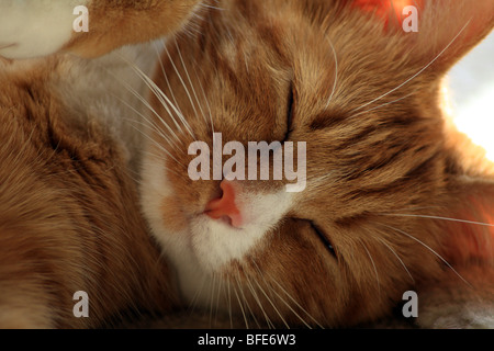 Eine entzückende Ingwer und weißer Erwachsene Katze. Stockfoto