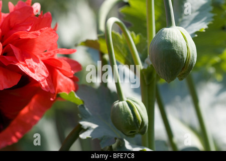 Doppelte rote Mohnblume Stockfoto