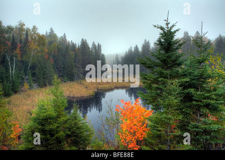 Morgennebel im Algonquin Park im Herbst, Ontario, Kanada Stockfoto