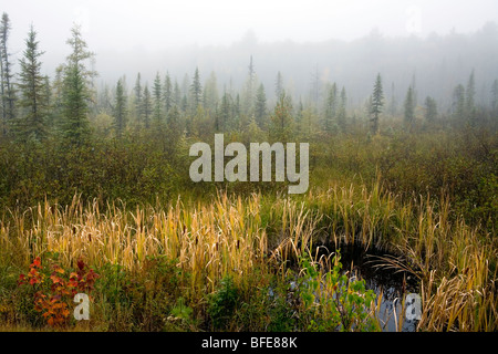 Morgennebel im Algonquin Park im Herbst, Ontario, Kanada Stockfoto