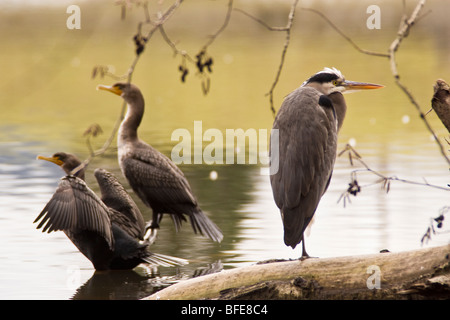 Great Blue Heron (Ardea Herodias) ruht auf einem Baumstamm mit zwei Kormorane (Phalacrocorax Auritus) hinter in einem See in British Colum Stockfoto