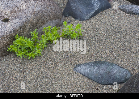 Eine Nahaufnahme von Pflanzen, die am Strand entlang der West Coast Trail auf Vancouver Island, British Columbia, Kanada Stockfoto