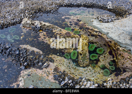 Ein Gezeitenbecken gefüllt mit Seeanemonen und Muscheln auf dem West Coast Trail auf Vancouver Island, British Columbia, Kanada Stockfoto