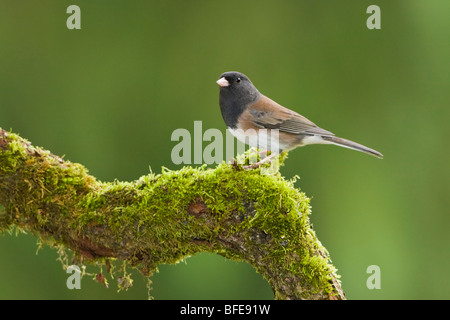 Ein dunkel-gemustertes Junco (Junco Hyemalis) sitzt auf einem bemoosten Ast in Victoria, Vancouver Island, British Columbia, Kanada Stockfoto