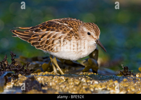 Eine zumindest Strandläufer (Calidris Minutilla) Fütterung entlang der Küste in Victoria, Vancouver Island, British Columbia, Kanada Stockfoto