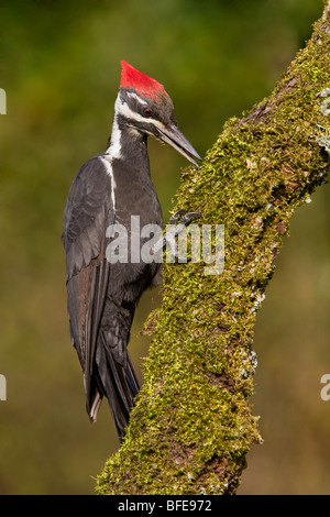 Ein Helmspecht (Dryocopus Pileatus) thront auf einem bemoosten Ast in Victoria, Vancouver Island, British Columbia, Kanada Stockfoto