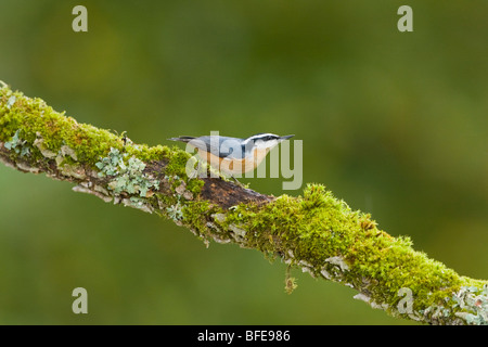 Eine Red-breasted Kleiber (Sitta Canadensis) sitzt auf einem bemoosten Ast in Victoria, Vancouver Island, British Columbia, Kanada Stockfoto