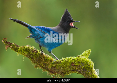 Ein Steller's Jay (Cyanocitta Stelleri) sitzt auf einem bemoosten Ast in Victoria, Vancouver Island, British Columbia, Kanada Stockfoto