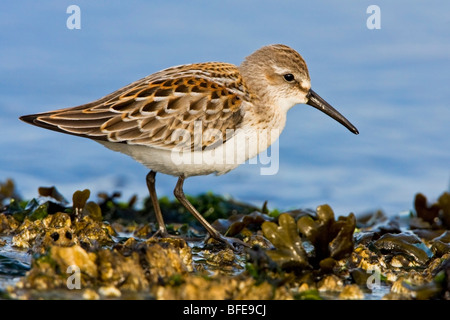 Eine westliche Strandläufer (Calidris Mauri) Fütterung entlang der Küste in Victoria, Vancouver Island, British Columbia, Kanada Stockfoto