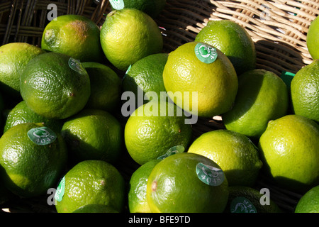 Grünen Limetten eine Zitrusfrucht in der Familie Rutaceae Stockfoto