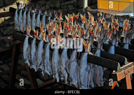 Paare von filetiert Schellfisch Rauchen Arbroath Smokies zu erwarten. Stockfoto