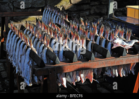 Paare von filetiert Schellfisch Rauchen Arbroath Smokies zu erwarten. Stockfoto