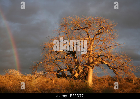 Baobab Baum Affenbrotbäume Digitata mit stürmischen Himmel und Regenbogen, aufgenommen in der Nähe von Yaeda Chini, Tansania Stockfoto