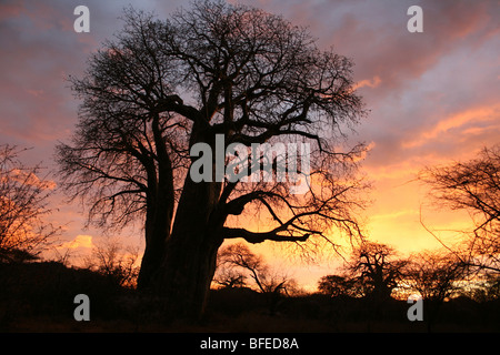 Baobab Baum Affenbrotbäume Digitata Silhouette bei Sonnenuntergang, Taken in der Nähe von Yaeda Chini, Tansania Stockfoto