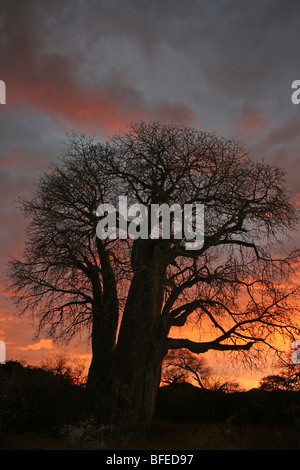 Baobab Baum Affenbrotbäume Digitata Silhouette bei Sonnenuntergang, Taken in der Nähe von Yaeda Chini, Tansania Stockfoto