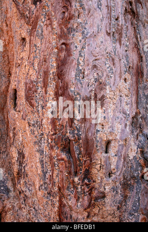 Close Up von Baobab Baum bellen Affenbrotbäume Digitata, aufgenommen in der Nähe von Yaeda Chini, Tansania Stockfoto