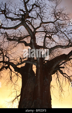 Baobab Baum Affenbrotbäume Digitata Silhouette bei Sonnenuntergang, Taken in der Nähe von Yaeda Chini, Tansania Stockfoto