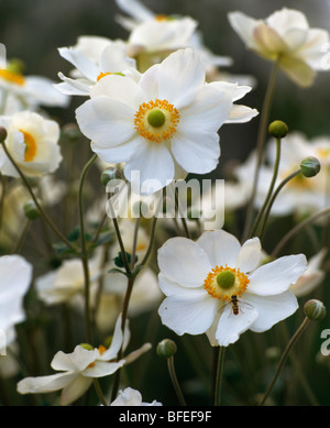 Nahaufnahme eines weißen japanischen Anemonen Stockfoto