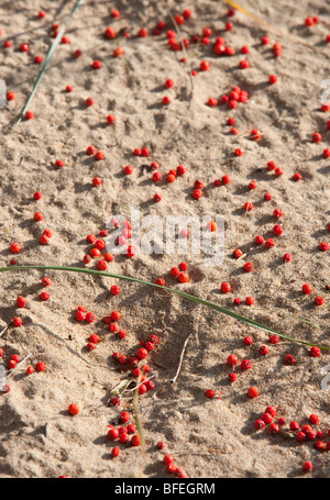 Gefallenen Vogelbeere (Sorbus Aucuparia) auf sand Stockfoto