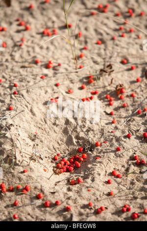 Gefallenen Vogelbeere (Sorbus Aucuparia) auf sand Stockfoto