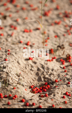 Gefallenen Vogelbeere (Sorbus Aucuparia) auf sand Stockfoto