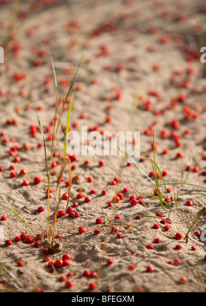 Gefallenen Vogelbeere (Sorbus Aucuparia) am Boden Stockfoto