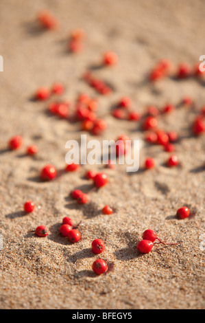 Gefallenen Vogelbeere (Sorbus Aucuparia) auf sand Stockfoto