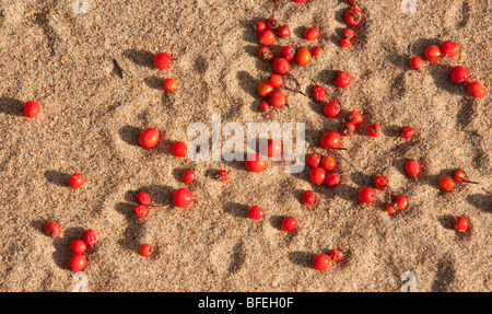 Gefallenen Vogelbeere (Sorbus Aucuparia) auf sand Stockfoto