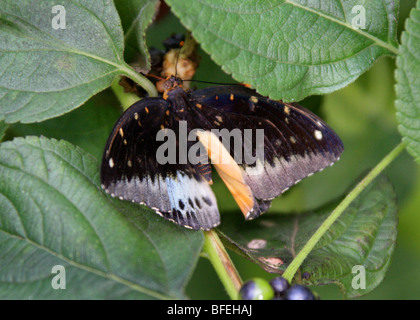 Der Erzherzog oder Hügel Erzherzog, Lexias Dirtea (Euthalia Dirtea, Adolius Dirtea), Nymphalidae, Südasien. (Männlich). Stockfoto