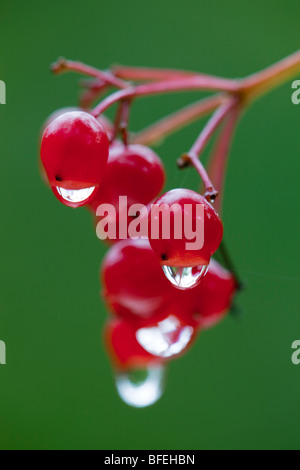 Guelder Rose; Beeren; Viburnum Opulus; Cornwall Stockfoto