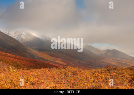 Herbstfärbung of the North Klondike Valley, Tombstone Territorial Park, Yukon, Kanada Stockfoto