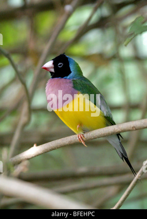 Gouldian Finch, Erythrura gouldiae (oder Chloebia gouldiae), auch Lady Gouldian Finch, Gould's Finch oder Rainbow Finch genannt. Australien. Stockfoto