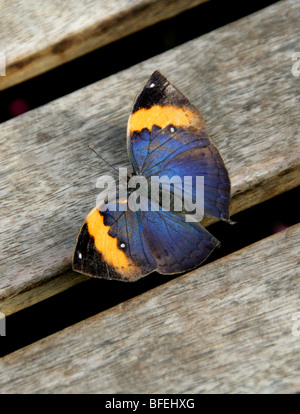 Indische Blatt Schmetterling, Kallima Inachos, Nymphalidae (weiblich). Stockfoto