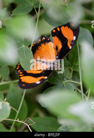 Mimetische Form der weiblichen Mocker Schwalbenschwanz Schmetterling, Papilio Dardans, Papilionidae, Afrika. Stockfoto