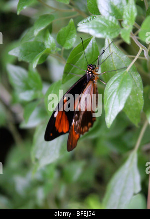 Mimetische Form der weiblichen Mocker Schwalbenschwanz Schmetterling, Papilio Dardans, Papilionidae, Afrika. Stockfoto