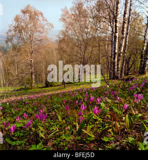 Blühende Fawn Lilien. Altai, Sibirien, Russland Stockfoto